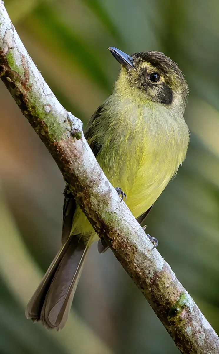 CABEÇUDO