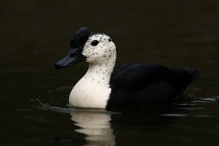 PATO DE CRISTA