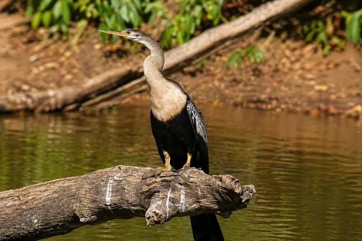 BIGUATINGA