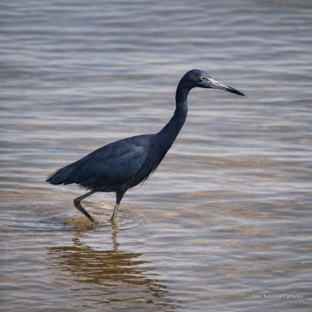 GARÇA AZUL