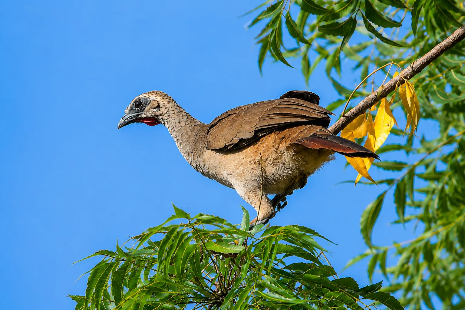 ARACUÃ DE SOBRANCELHAS