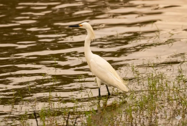 GARÇA BRANCA PEQUENA