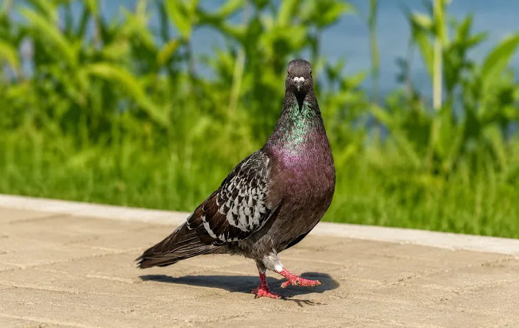POMBO DOMÉSTICO