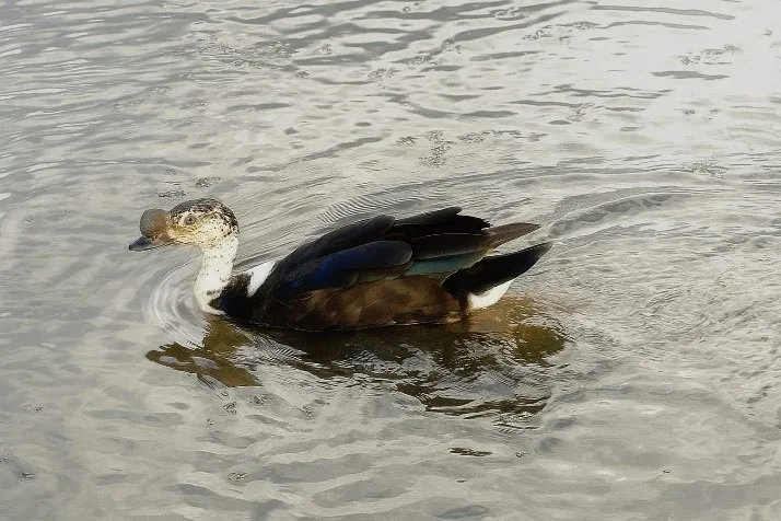PATO DE CRISTA