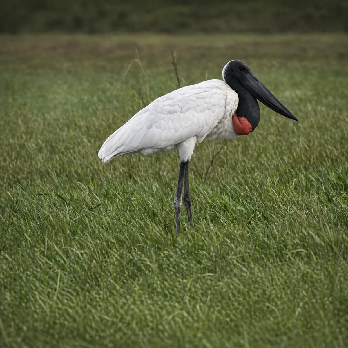 TUIUIÚ