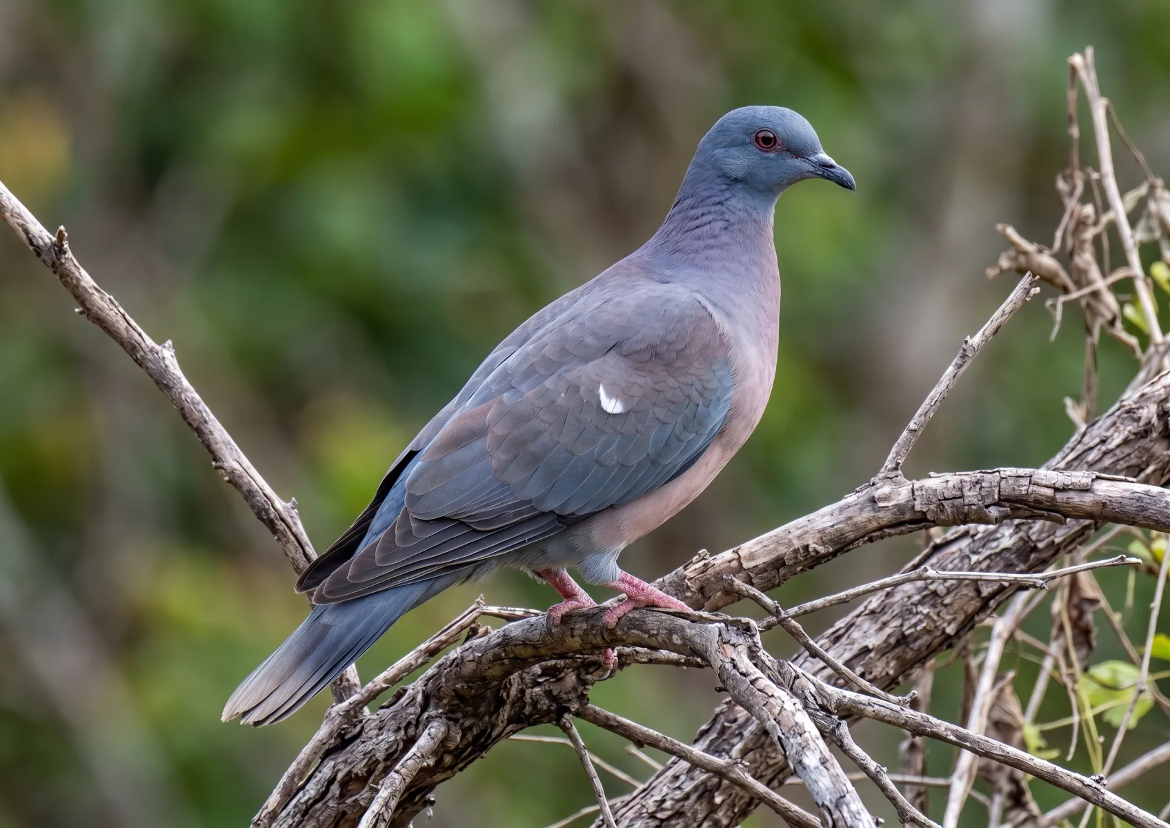 POMBA GALEGA