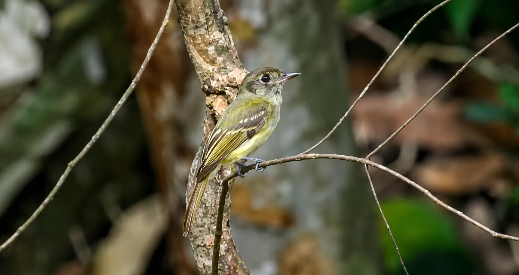 CABEÇUDO