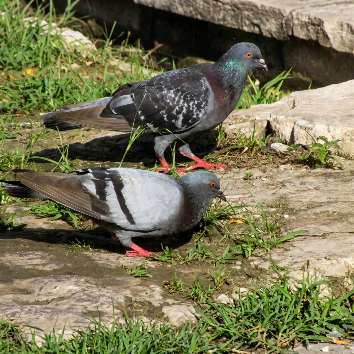 POMBO DOMÉSTICO