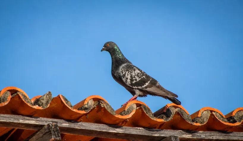 POMBO DOMÉSTICO